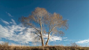 蓝天下的双树与旷野风光