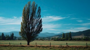 田野孤树与远山蓝天美景