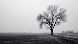 孤独旷野中的枯树