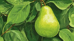 枝头青梨 绿叶相伴