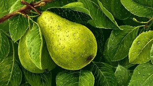 翠绿枝叶间的鲜嫩梨子