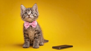 戴粉领结小猫与手机