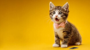 戴领结小猫的可爱瞬间