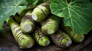 新鲜山葵根茎与绿叶展示