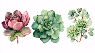 水彩绘多肉植物组合