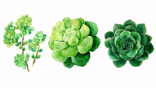 清新水彩风多肉植物插画
