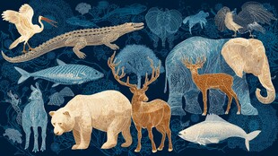 多样野生动物的奇幻集合