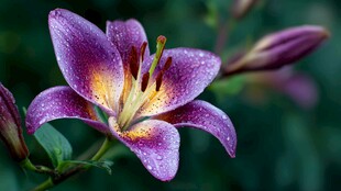 带露紫百合特写