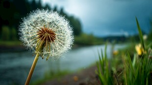 河畔蒲公英 自然的轻柔之美
