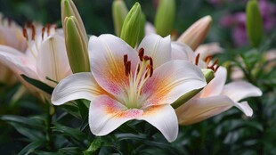 美丽绽放的淡雅百合花