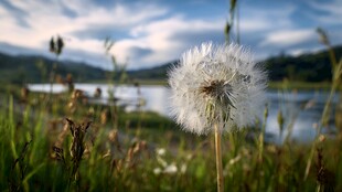湖畔蒲公英 自然清新之美