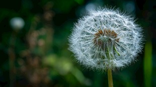 轻盈蒲公英 绽放自然之美