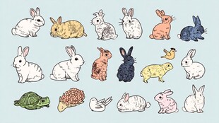 可爱动物集合 兔子与伙伴
