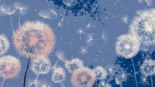 梦幻蒲公英夜空中飘散