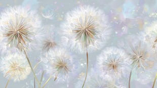 梦幻蒲公英绽放美好瞬间