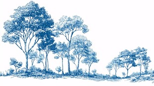 蓝调森林植物景观图