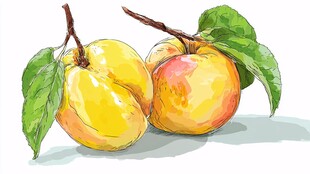 两枚鲜桃水彩画