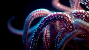 梦幻炫彩章鱼触手