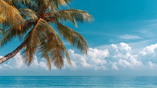 热带海滨椰树蓝天白云