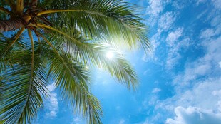 椰树映蓝天 阳光洒叶间