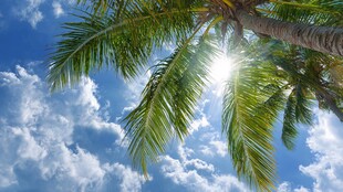 椰树蓝天 阳光洒落的美景