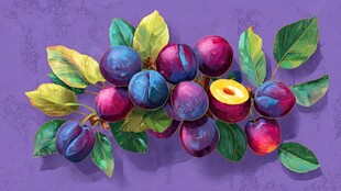 紫色背景上的多彩李子果实