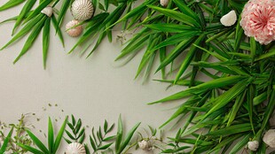 绿叶花卉贝壳装饰背景图