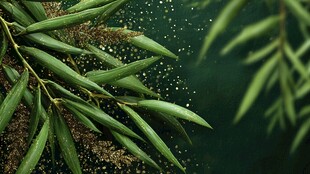 翠绿竹叶上的晶莹水珠