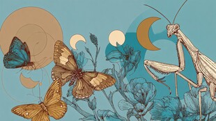 月光下的蝶与螳螂共舞