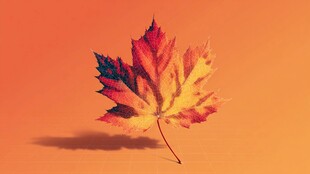 秋日枫叶独绽绚丽色彩