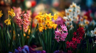 多彩花卉绽放的美丽景致