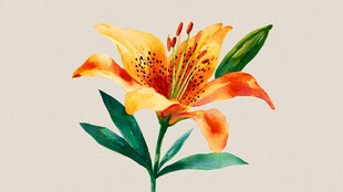 水彩绘橙色百合花