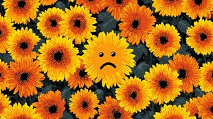 一朵悲伤向日葵于花海中