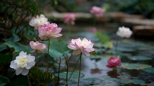 池塘中绽放的美丽荷花