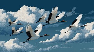 丹顶鹤翱翔于云海之间