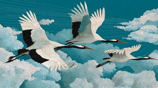 丹顶鹤翱翔于云海之间