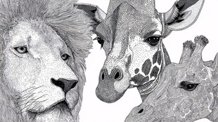 狮子与长颈鹿的黑白特写