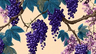 紫色葡萄藤蔓插画图案
