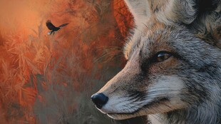 秋日孤狐与飞鸟的凝视