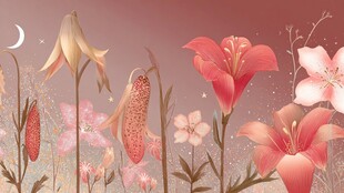 月夜下的梦幻花卉景观