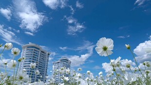 蓝天下的繁花与高楼