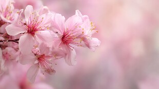 粉嫩樱花绽放枝头