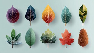 多彩叶片展示 多样植物形态