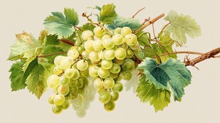 翠绿葡萄枝蔓与鲜嫩果实