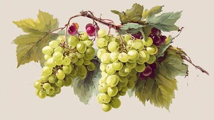 串挂的鲜绿与紫红葡萄