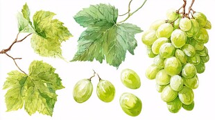 青葡萄与叶片水彩插画
