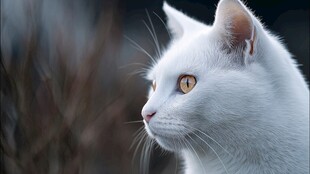 白色猫咪侧颜特写