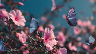 蝶舞繁花间的梦幻景致