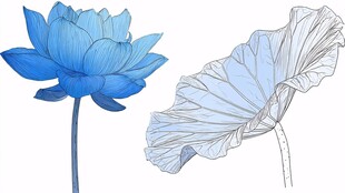 蓝色荷花与荷叶插画
