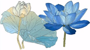 蓝白水墨风荷花荷叶插画